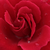 Rdeča - Vrtnica plezalka - Bánát